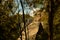 Picturesque majestic autumn highland landscape mountain rock peak in natural frame of trees branches ans foliage foreground