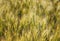 Picturesque mature, golden-brown field, yellow wheat at sunset.