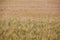 Picturesque mature, golden-brown field, yellow wheat at sunset.