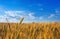 Picturesque mature, golden-brown field, yellow wheat at sunset.