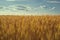 Picturesque mature, golden-brown field, yellow wheat at sunset.