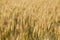 Picturesque mature, golden-brown field, yellow wheat at sunset.