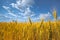 Picturesque mature, golden-brown field, yellow wheat at sunset.