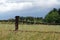 Picturesque meadow behind a fence