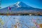 Picturesque Mount Fuji Near Kawaguchiko Lake in Japan with Rare Dried Out Fall Flowers in Front