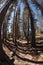 Picturesque mountain footpath inl park Yosemite.