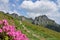 Picturesque mountain view with rhododendron flowers