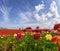 Picturesque multi-colored garden buttercups and cirrus clouds. Greeting card. South of Israel, summer day. The concept of