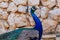 Picturesque multi-colored peacock on the background of a stone wall