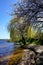 A picturesque narrow beach on the river bank. The branches of the willow are lowered to the water