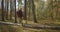 Picturesque nature of autumn forest and walking hiker, middle-aged man is strolling with backpack between trees