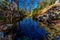 Picturesque Nature Scene of a Large Granite Boulder Surrounded by Large Bald Cypress Trees on Hamilton Creek