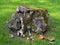 Picturesque old tree stump, covered with moss, as an element of landscape design on a cutted green lawn