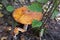 Picturesque orange fly agaric with a wide spotty flat cap