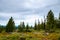 A picturesque overgrown forest glade and spruce forest against the backdrop of clouds and distant mountains.