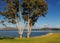 Picturesque Pair Of Trees On The Shore Of Lake Hume NSW Australia