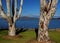 Picturesque Pair Of Trees On The Shore Of Lake Hume NSW Australia