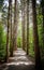 Picturesque pathway leading through a lush forest