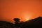 Picturesque photo of orange sky sunset and highway with cars driving to the mountains with cedar trees silhouettes