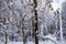 Picturesque photo of snowy trees in forest