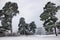 Picturesque photo of a winter pine grove with fresh snow