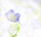 Picturesque Picture as a Painting of Nemophila baby blue eyes flower