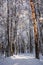 Picturesque picture of snowy trees in woods