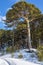 Picturesque pine tree on a snow-covered slope