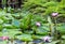 Picturesque pond with purple and pink lotuses