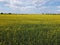 Picturesque rapeseed field under the blue sky. Farmland covered with flowering rapeseed, aerial view