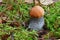 Picturesque red-capped scaber stalk Leccinum aurantiacum close up. Surrounded with green moss. Fungi, mushroom in the autumn for