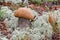 Picturesque red-capped scaber stalk Leccinum aurantiacum close up. Surrounded with white moss. Fungi, mushroom in the autumn for