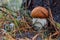 Picturesque red-capped scaber stalk Leccinum aurantiacum with white leg close to deadly fungi, toadstool. Fungi, mushroom in the