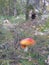 Picturesque red mushroom, on the background a hollow of a tree