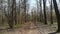 a picturesque road in a spring forest among trees and bushes