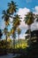 Picturesque road among vanilla plantation with coconut trees, La Digue, Seychelles. Warm sunset light