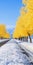 Picturesque Rural China: Majestic Trees, Yellow Leaves, And Snowy Roads