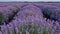 Picturesque scene of blooming lavender field. Beautiful purple pink flowers