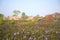 Picturesque scene of a blooming purple flower-filled meadow with thatched-roof homes in the backdrop