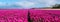 A picturesque scene of a vibrant field of pink tulips dancing in the wind, with majestic windmills standing tall in the