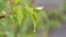 Picturesque scene of a young green leaf apricots tree after the rain in the setting sun. Raindrops water on the branch