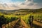 A picturesque shot of a vineyard in the Croatian countryside, with rolling hills and a blue sky in the background. Generative AI