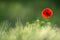 Picturesque Single Wild Poppy On A Background Of Ripe Wheat.Wild Red Poppy, Shot With A Shallow Depth Of Focus, On A Yellow Wheat