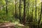 A picturesque slope of a large ravine overgrown with trees in a forest area