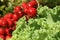 Picturesque small decoration in farm in Poland. Heathers with rowanberry.