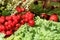 Picturesque small decoration in farm in Poland. Heathers with rowanberry.