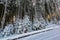 Picturesque snow slope with tall spruce trees