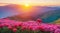 picturesque spring dawn image, blooming red pink flowers on slope of mountain near road