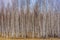 Picturesque spring landscape with wood of birch trees without foliage in cloudy day. Thicket of young birches in early spring.