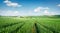 Picturesque spring view of field of fresh wheat. Rural morning scene of the Bulgarian countryside, Ruse town location, Bulgaria, E